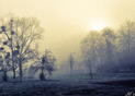 Brume mystique au bord des arbres anciens